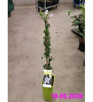 Clematis 'Fairy Slippers'  RP 1,6 L